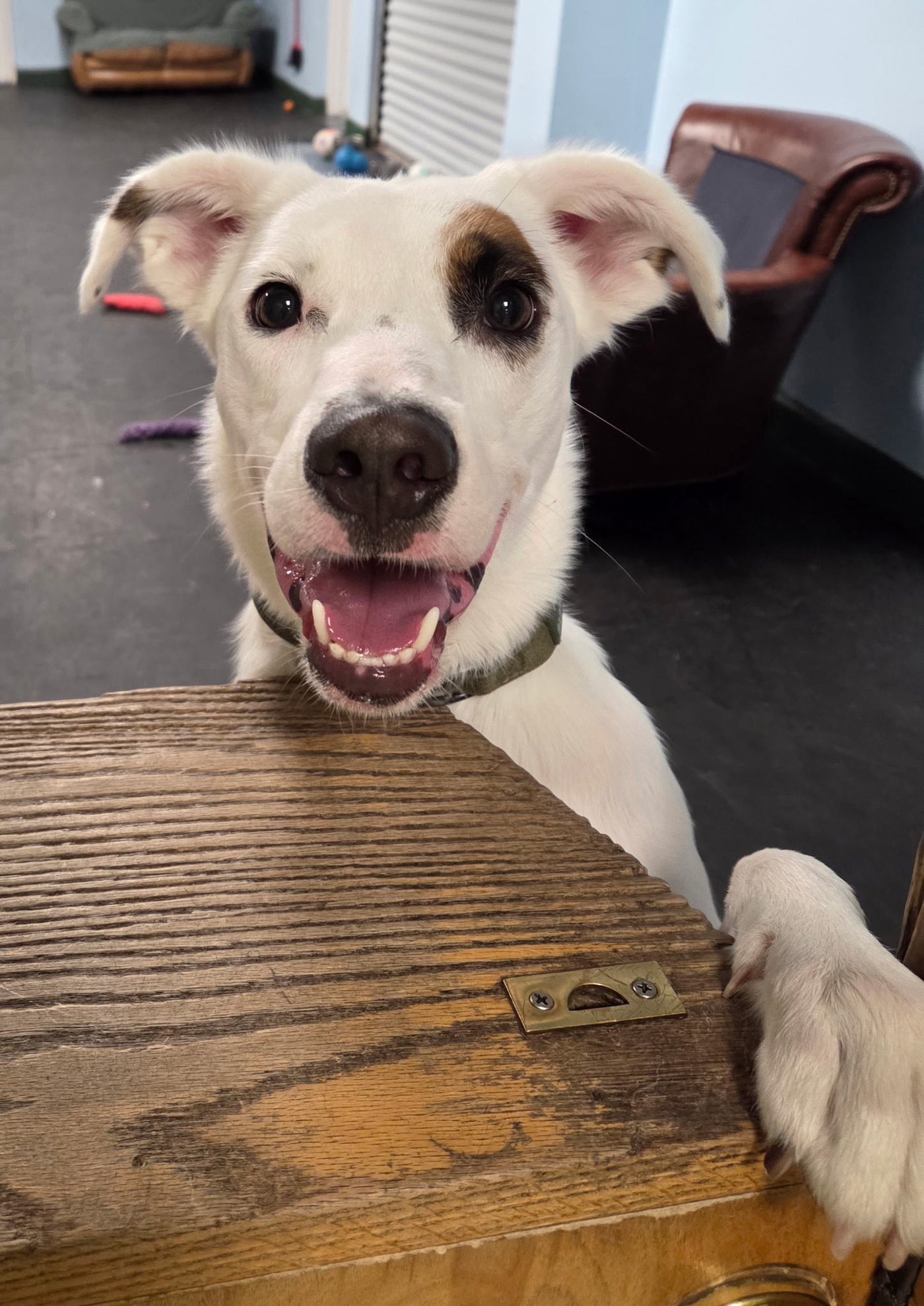 Auggie smiling at the camera